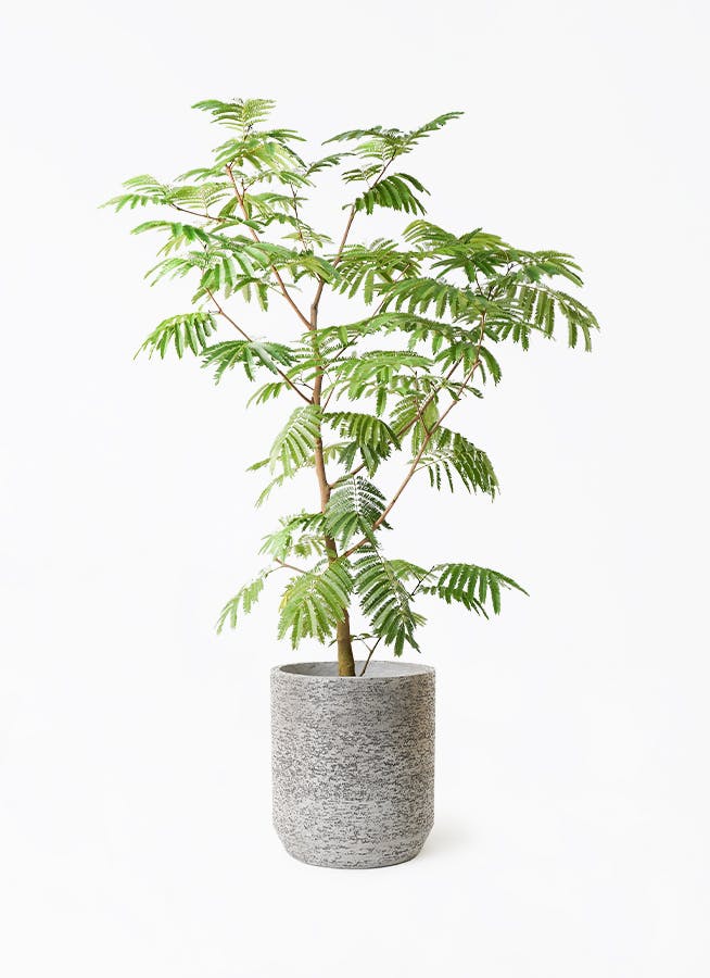 エバーフレッシュ 大型 | 観葉植物通販HitoHana(ひとはな)