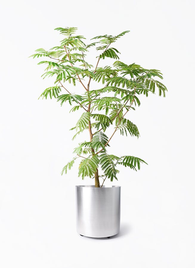 エバーフレッシュ 10号 | 観葉植物の通販ならHitoHana（ひとはな）