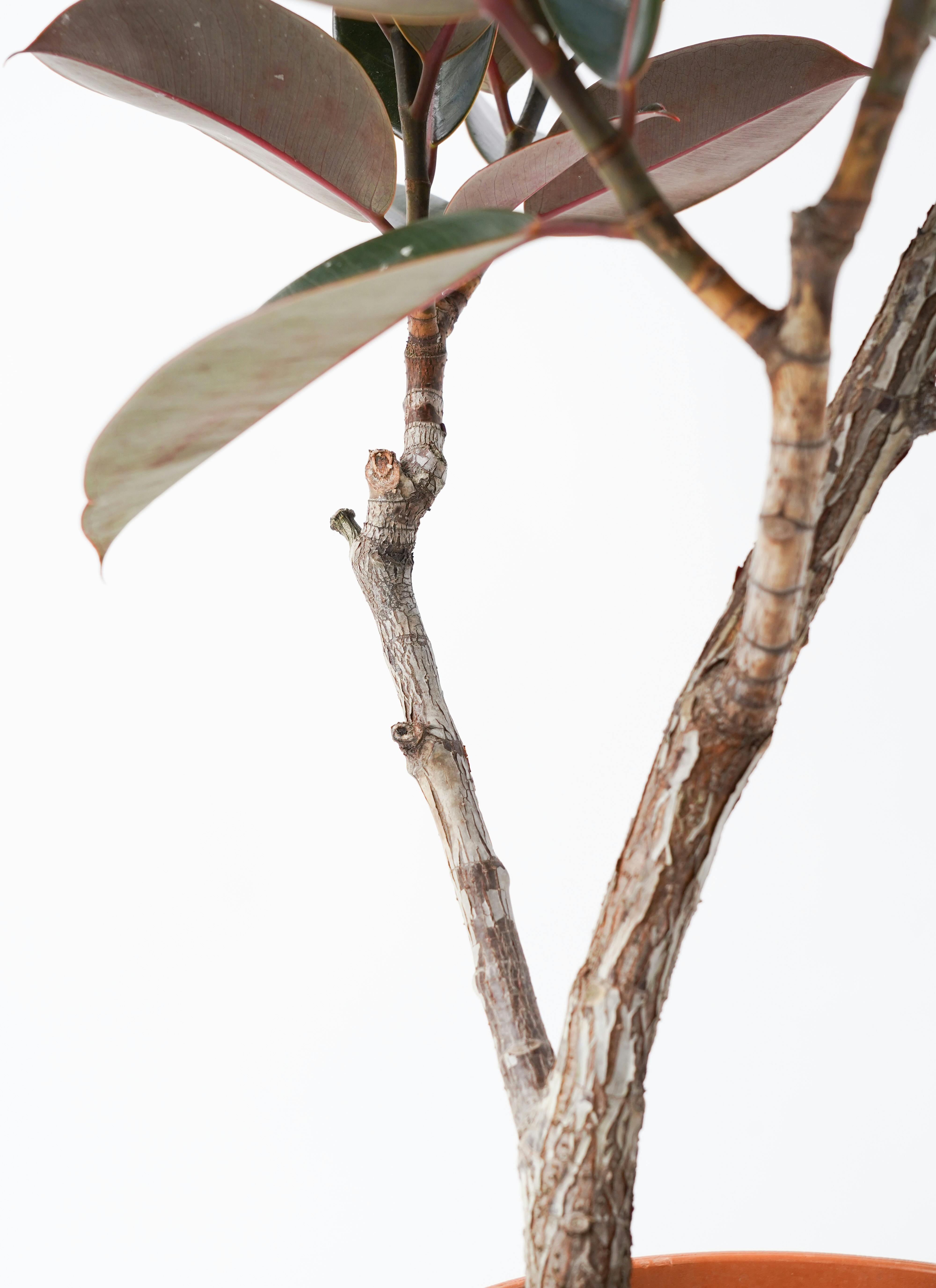 観葉植物 フィカス バーガンディ 8号 曲り プラスチック鉢
