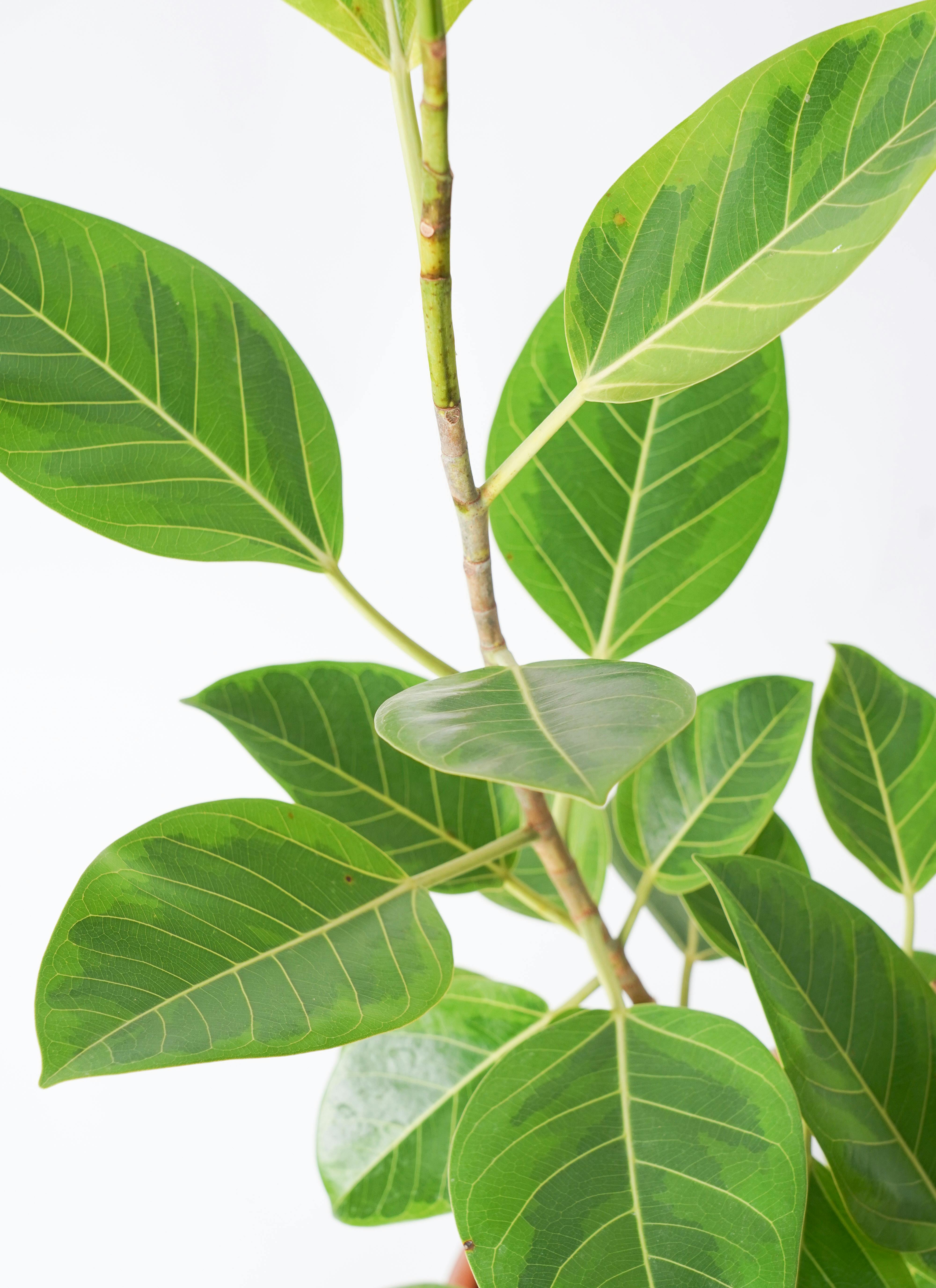 観葉植物 フィカス アルテシーマ 8号 ストレート プラスチック鉢