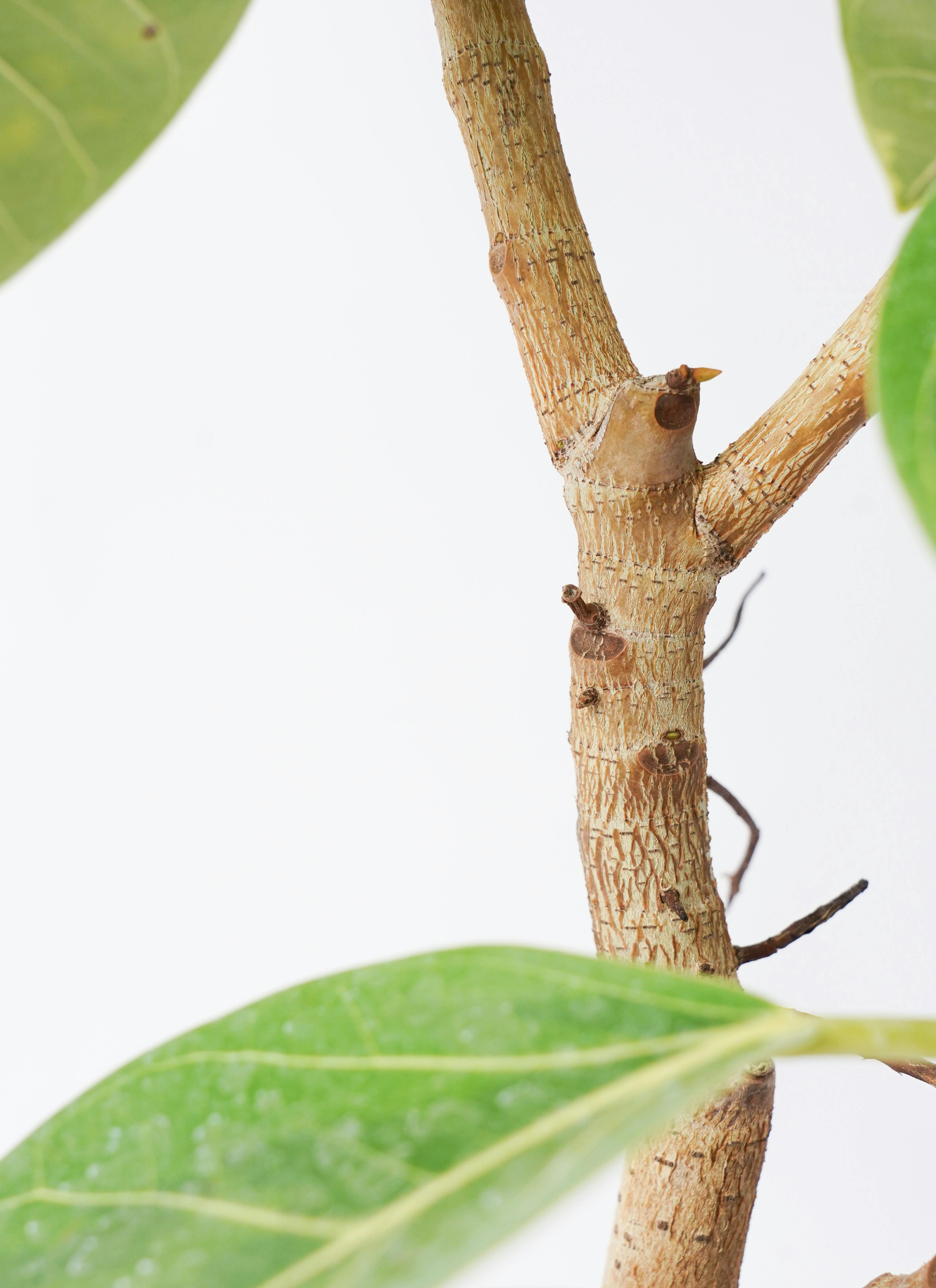 観葉植物 フィカス アルテシーマ 8号 ストレート プラスチック鉢