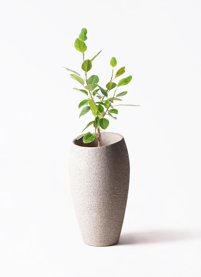観葉植物 フェニックスロベレニー 8号 エコストーントールタイプ