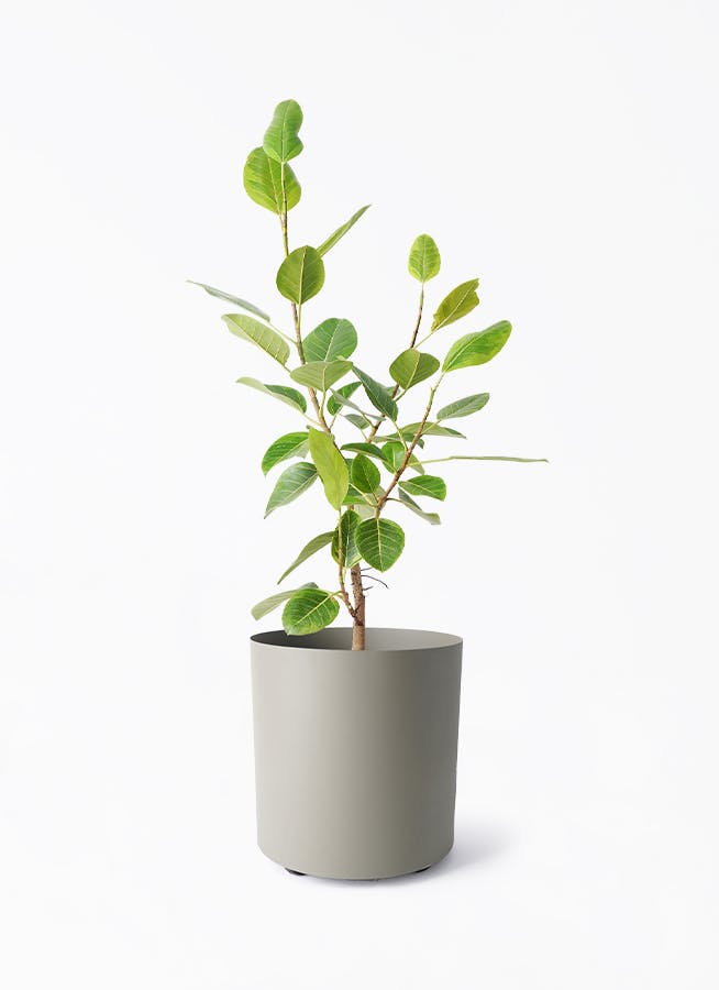 ☆フィカス•アルテシマ 125cm♪ 8号 沖縄産原木♪ フィカス•アルテシマ 125cm 8号 沖縄産原木 フィカス・アルテシマ 8号