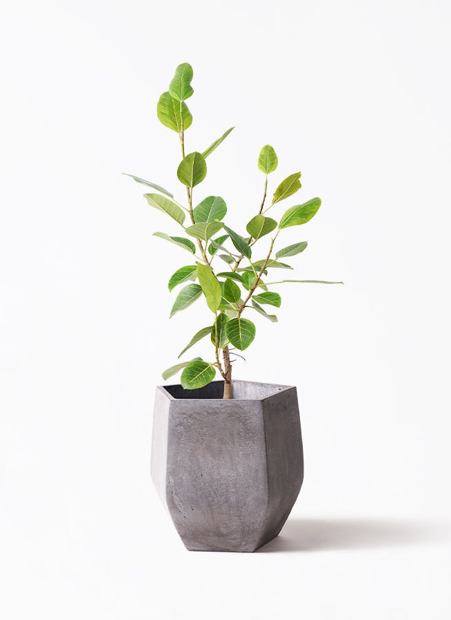 フィカス アルテシーマ 8号 | 観葉植物通販HitoHana(ひとはな)