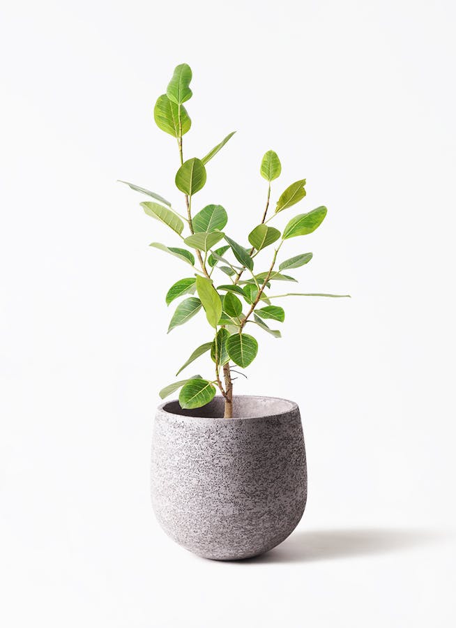 フィカス アルテシーマ 8号 | 観葉植物通販HitoHana(ひとはな)