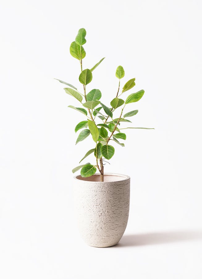 フィカス アルテシーマ 8号 | 観葉植物通販HitoHana(ひとはな)