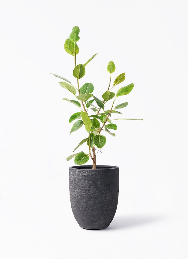 フィカス アルテシーマ ストレート | 観葉植物 | インテリアやギフトに