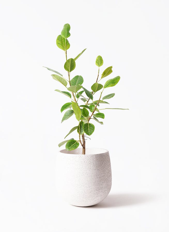 観葉植物 フィロデンドロン 8号 セローム ヒトデカズラ 根あがり エコ