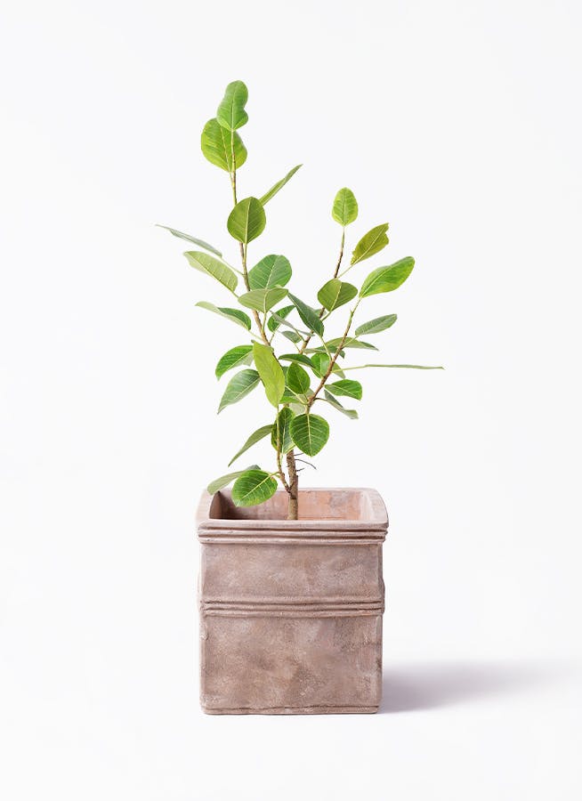 観葉植物 フィカス アルテシーマ 8号 ストレート テラアストラ