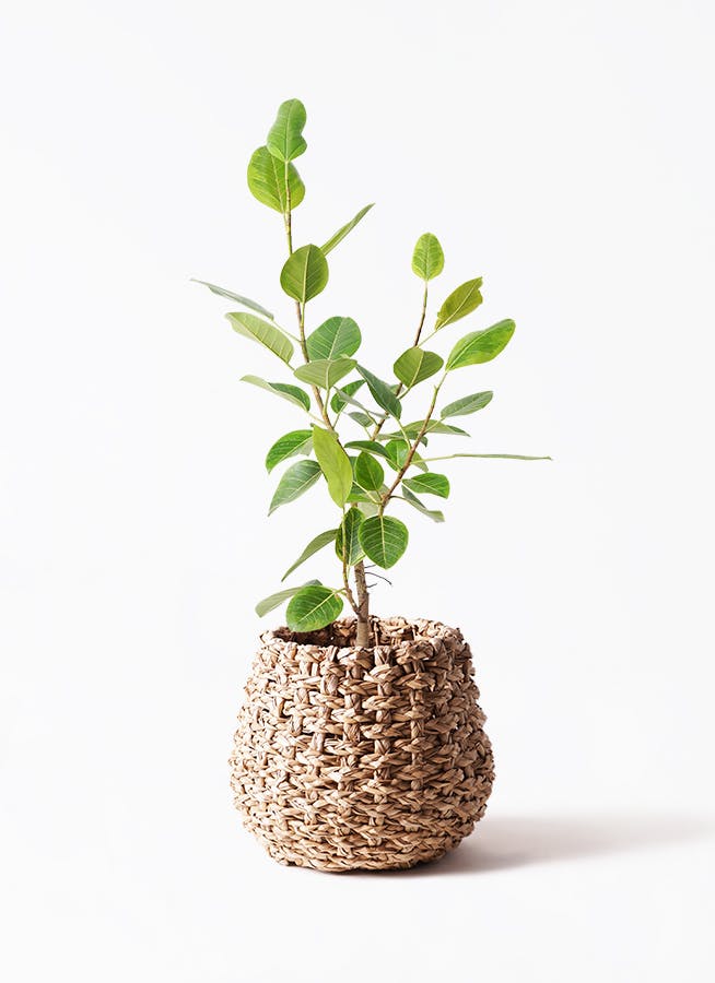 フィカス アルテシーマ 8号 | 観葉植物通販HitoHana(ひとはな)