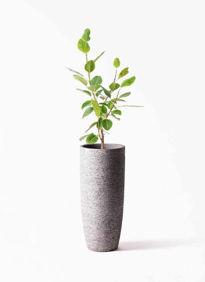 フィカス アルテシーマ 8号 | 観葉植物通販HitoHana(ひとはな)
