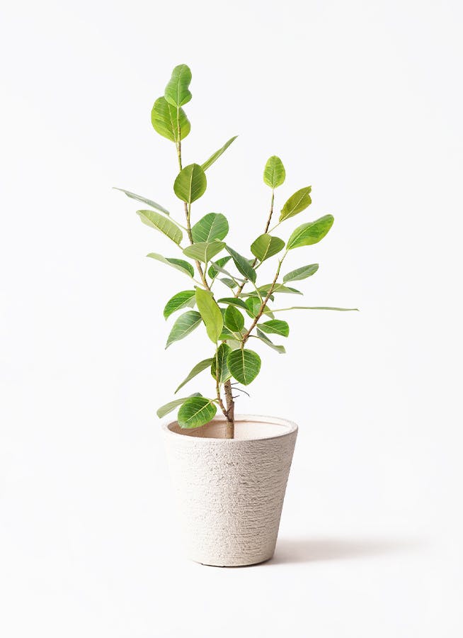 観葉植物 ガジュマル 8号 パンダ 朴仕立て ジュピター 白 付き