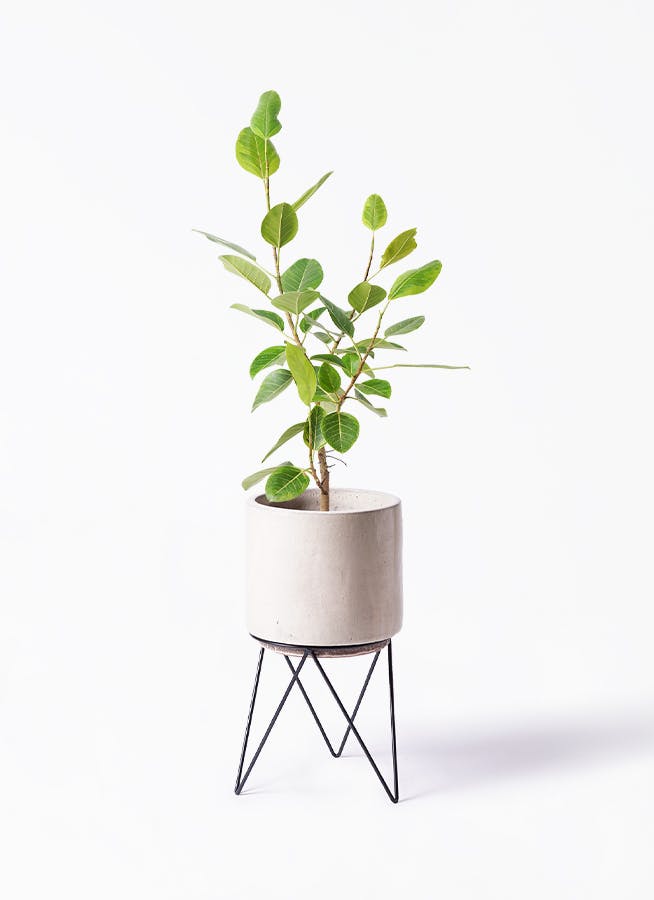 観葉植物 フィカス アルテシーマ 8号 ストレート ビトロ エンデカ