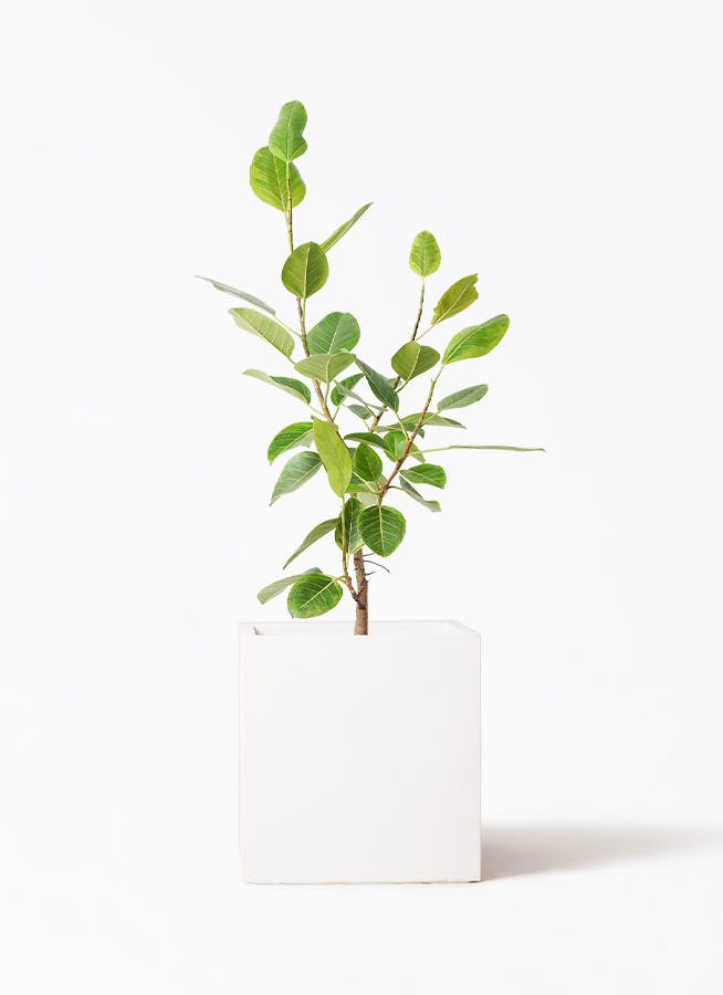 フィカス アルテシーマ 8号 | 観葉植物通販HitoHana(ひとはな)