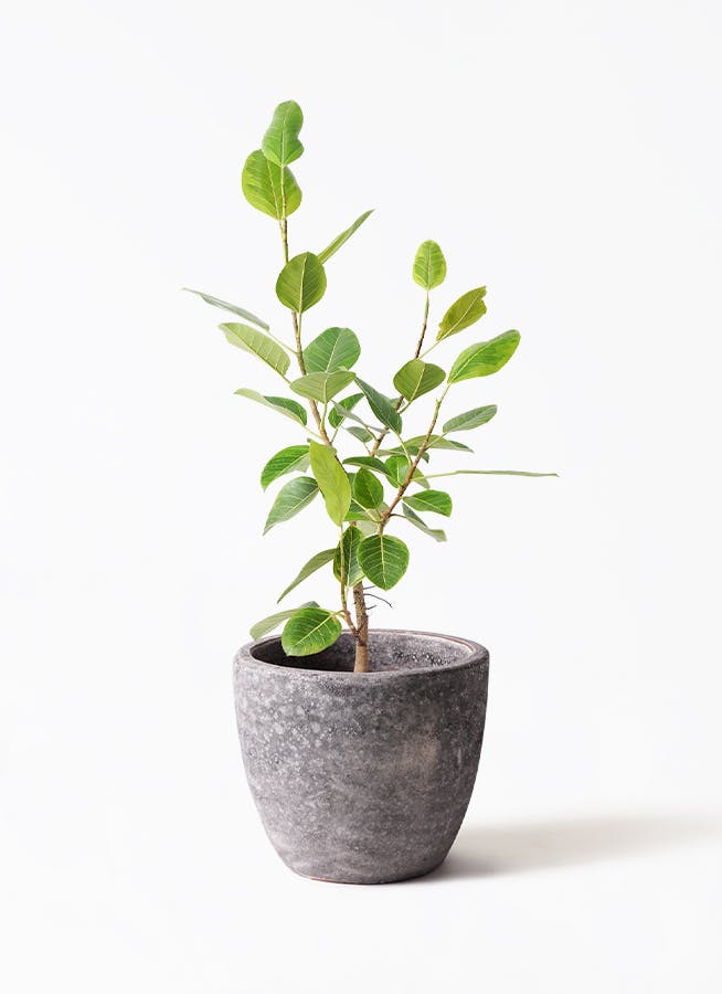 フィカス アルテシーマ 8号 | 観葉植物通販HitoHana(ひとはな)