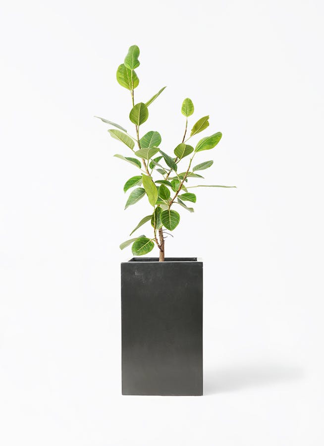 フィカス アルテシーマ 8号 | 観葉植物通販HitoHana(ひとはな)