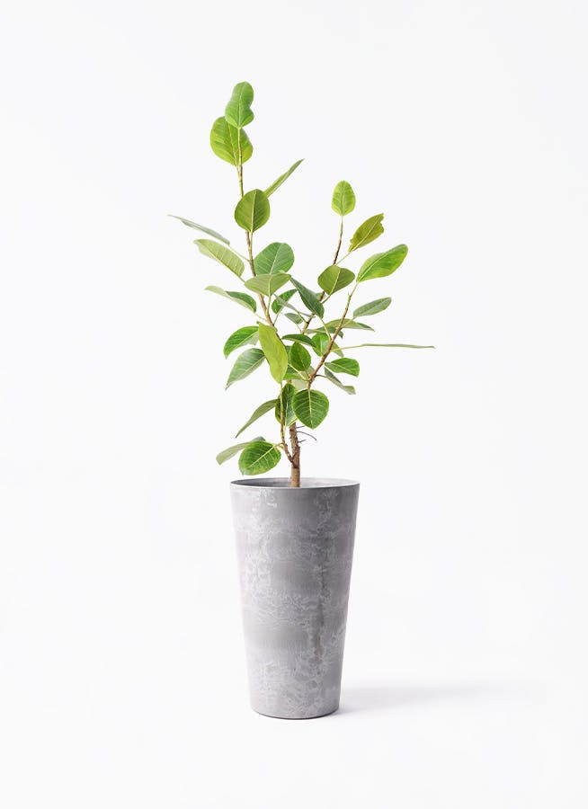 フィカス アルテシマ 8号 S-shaped tree form 138cm 【公式通販 フィカス アルテシマ 8号 S-shaped tree form 138cm 【公式通販