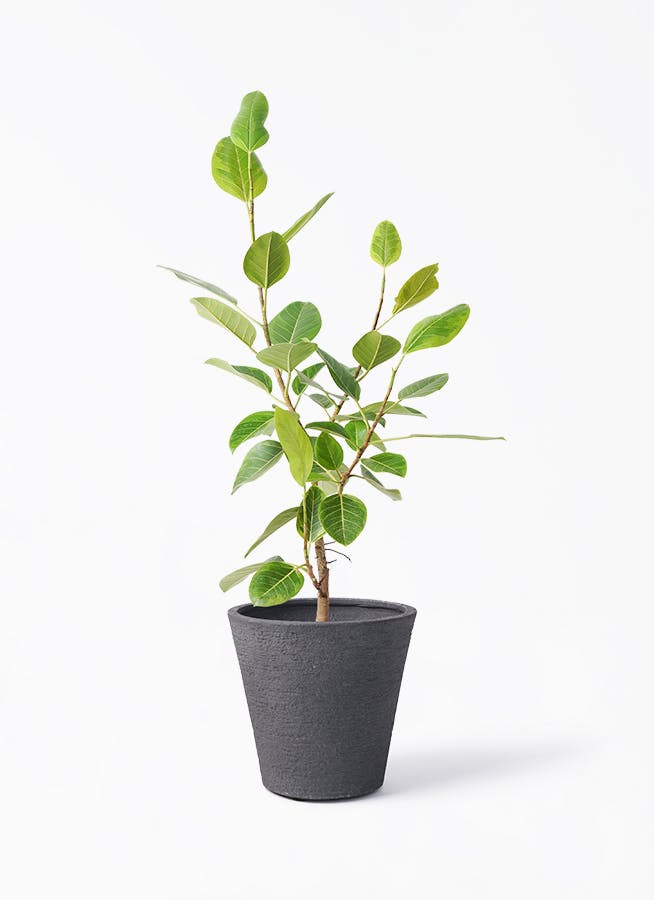 フィカス アルテシーマ 8号 | 観葉植物通販HitoHana(ひとはな)