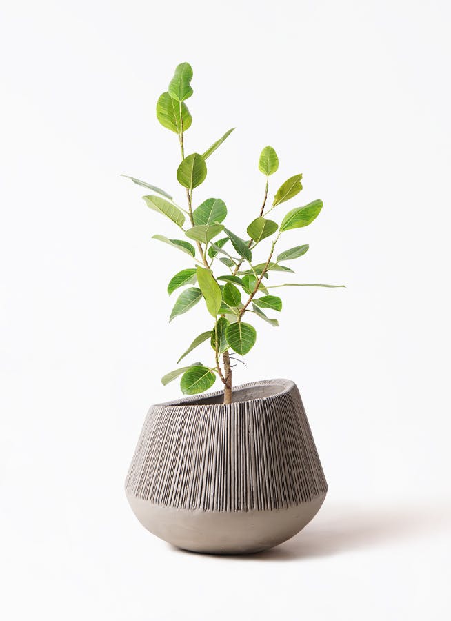 観葉植物 フィカス アルテシーマ 8号 ストレート エディラウンド