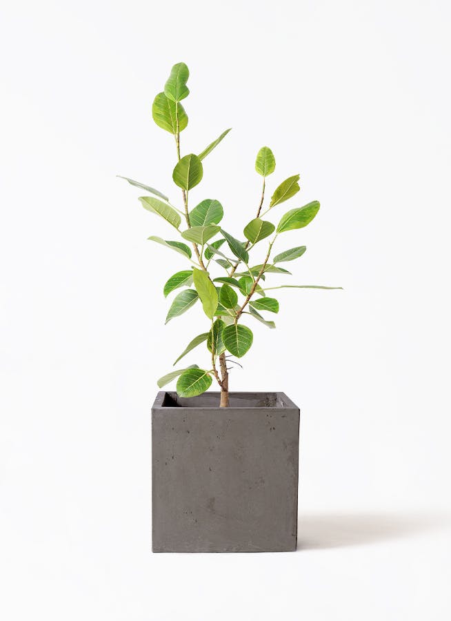 フィカス アルテシーマ 8号 | 観葉植物通販HitoHana(ひとはな)