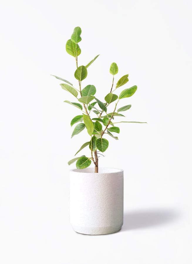 フィカス アルテシーマ 8号 | 観葉植物通販HitoHana(ひとはな)