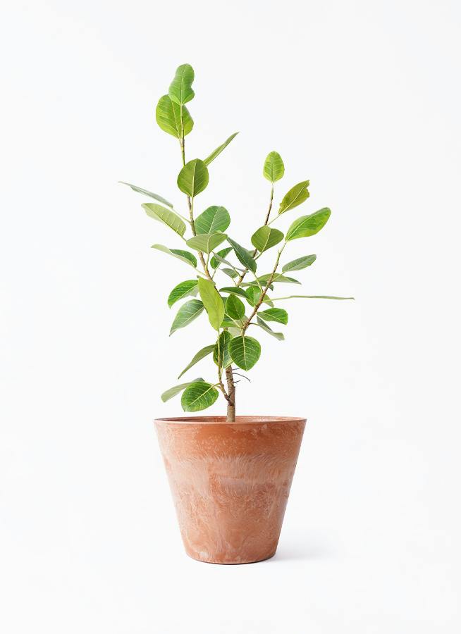 観葉植物 フィカス アルテシーマ 8号 ストレート アートストーン