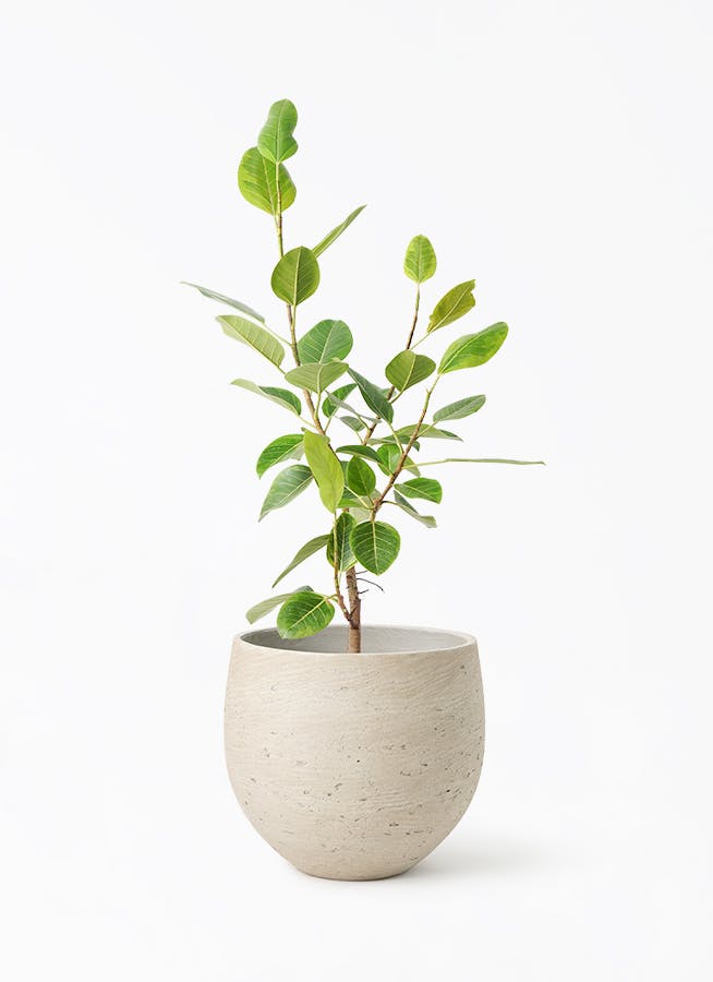 フィカス アルテシーマ 8号 | 観葉植物通販HitoHana(ひとはな)