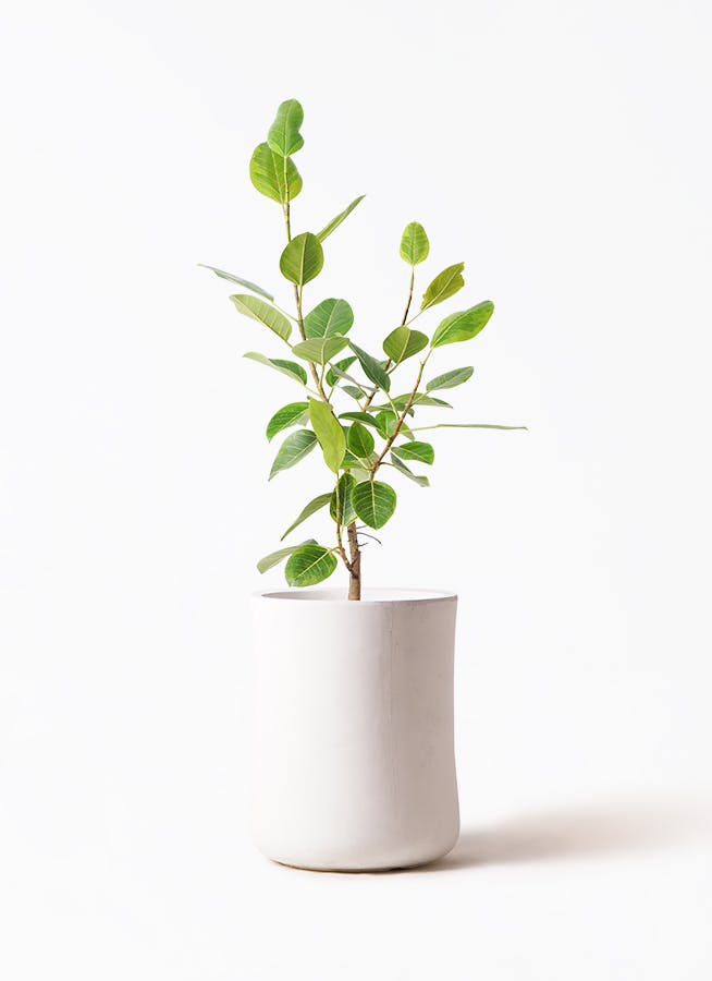 フィカス アルテシーマ 8号 | 観葉植物通販HitoHana(ひとはな)