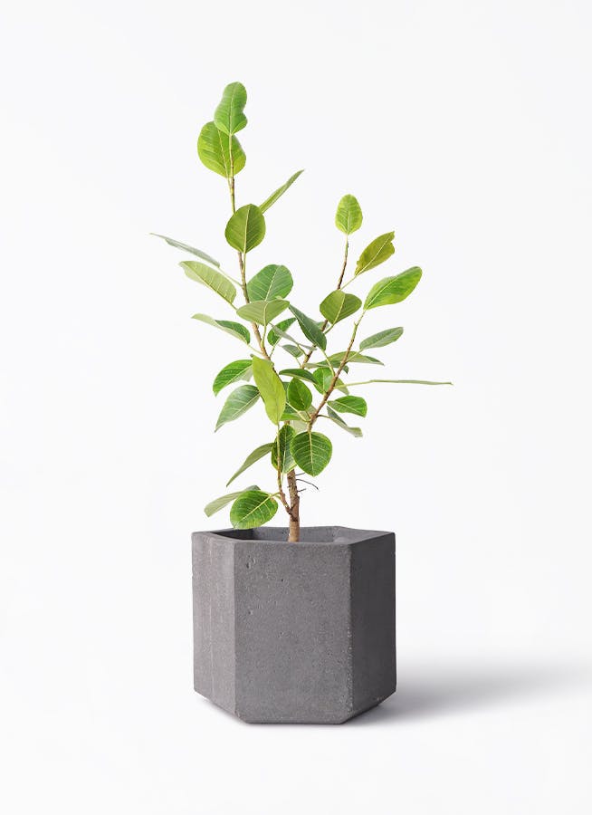 フィカス アルテシーマ 8号 | 観葉植物通販HitoHana(ひとはな)