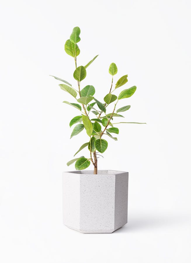 フィカスアルテシーマ8号 フィカス アルテシーマ 8号 | 観葉植物通販HitoHana(ひとはな)