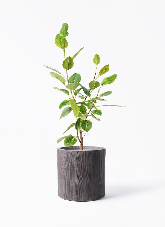 フィカス アルテシーマ 8号 | 観葉植物通販HitoHana(ひとはな)