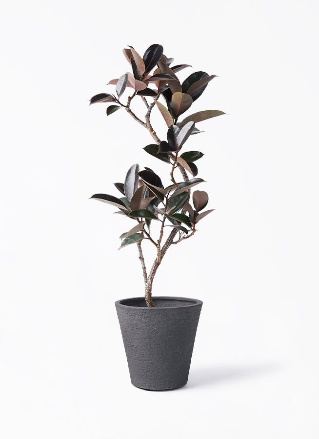 フィカス バーガンディ | 観葉植物の通販ならHitoHana（ひとはな）