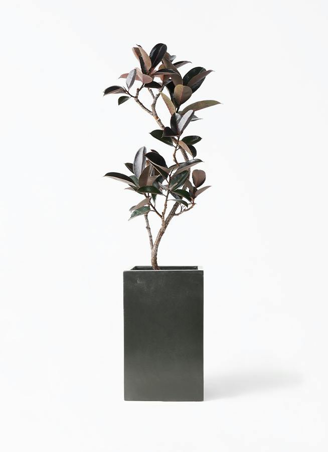観葉植物 フィカス バーガンディ 8号 曲り セドナロング 墨 付き