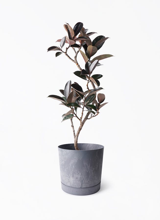 フィカス バーガンディ | 観葉植物の通販ならHitoHana（ひとはな）