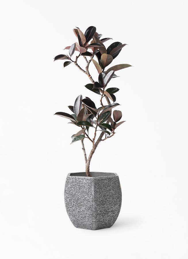 観葉植物 フィカス バーガンディ 8号 曲り Eco Stone（エコストーン