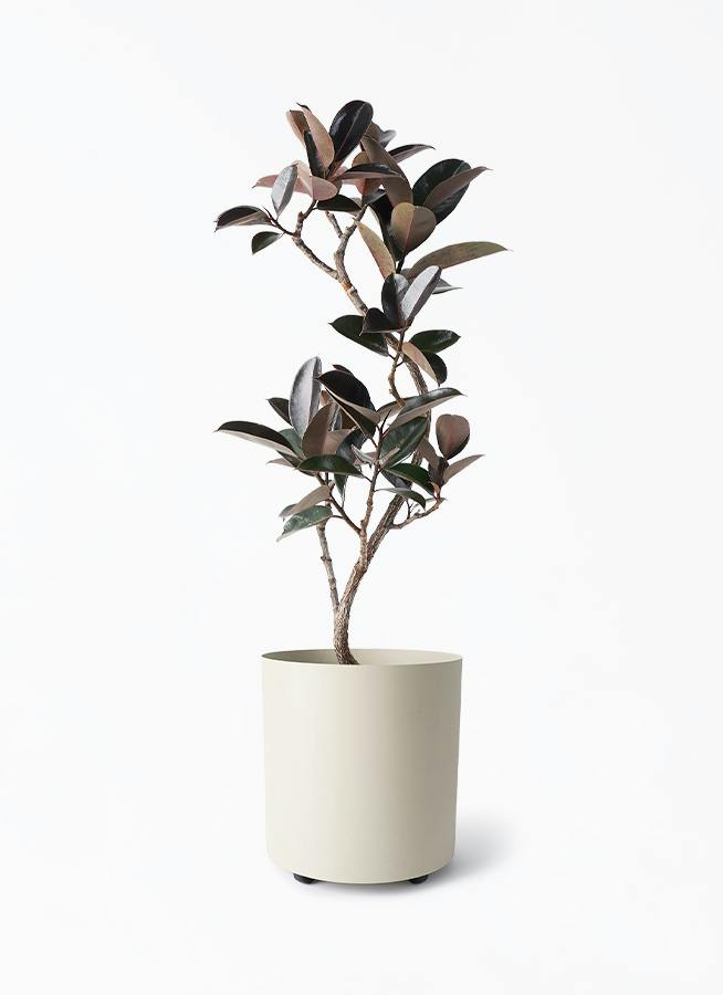 観葉植物 フィカス バーガンディ 8号 曲り フェルム シリンダー 