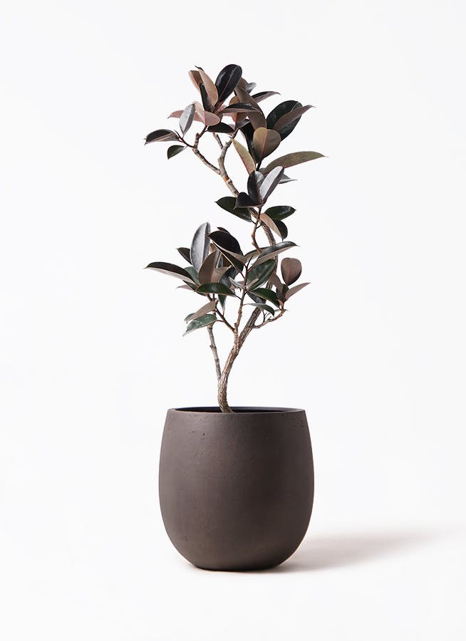 フィカス バーガンディ | 観葉植物の通販ならHitoHana（ひとはな）