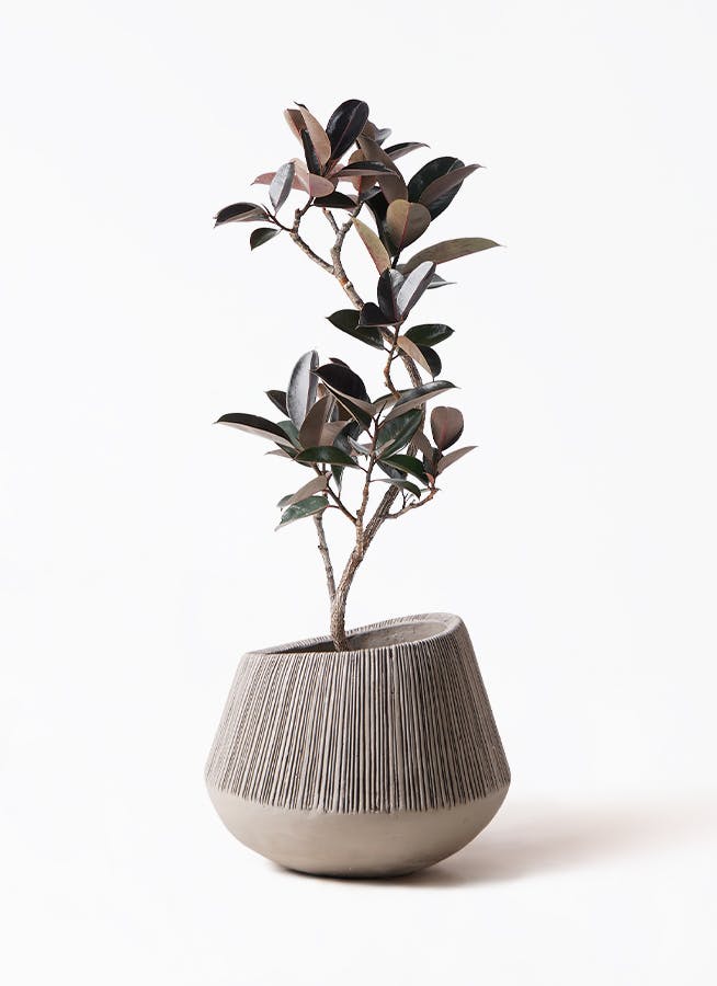 フィカス バーガンディ 曲がり | 観葉植物 | インテリアやギフトに