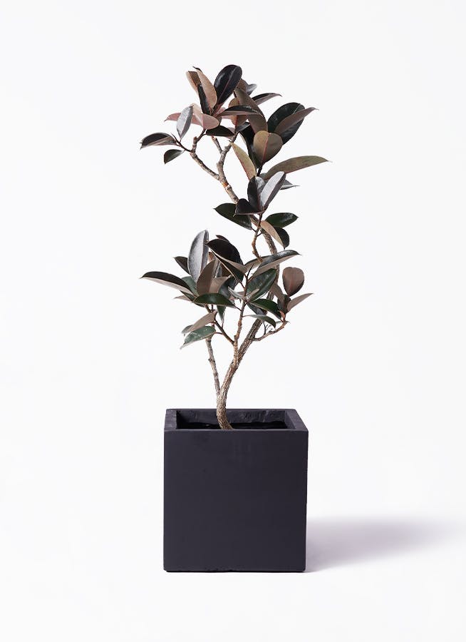 観葉植物 アオノリュウゼツラン 8号 アメリカーナ ベータ