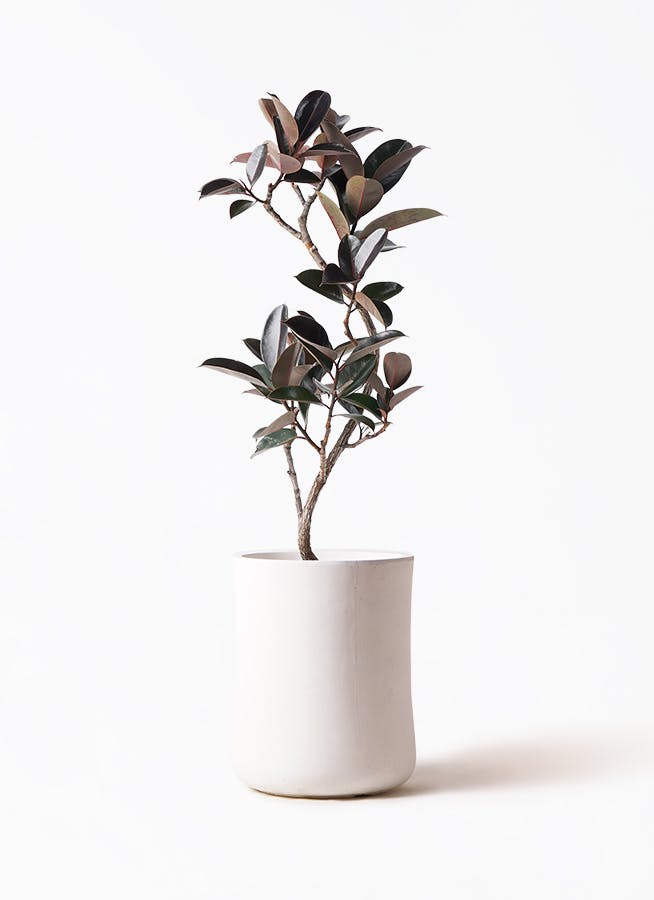 フィカス バーガンディ | 観葉植物の通販ならHitoHana（ひとはな）