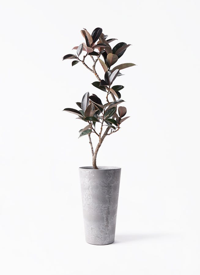 フィカス バーガンディ | 観葉植物の通販ならHitoHana（ひとはな）