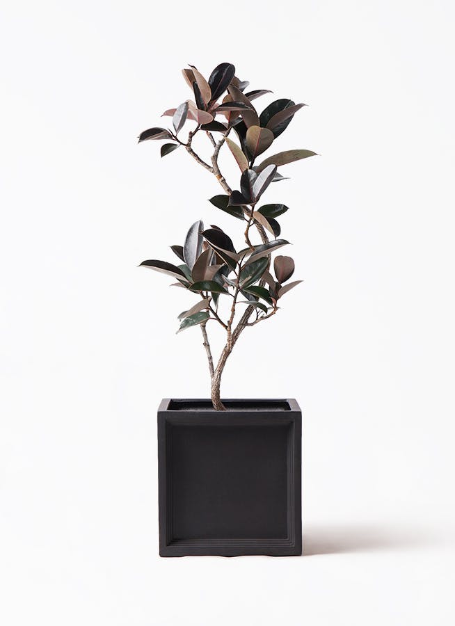 観葉植物 フィカス バーガンディ 8号 曲り ブリティッシュキューブ 