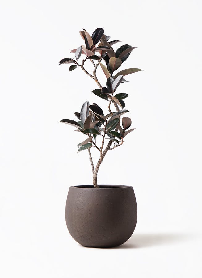 フィカス バーガンディ 曲がり | 観葉植物 | インテリアやギフトに