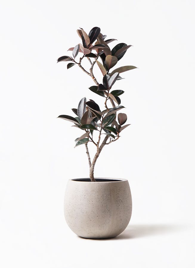フィカスバーガンディ　ゴムの木全長約140cm 観葉植物 bloomgrace_sa-0604