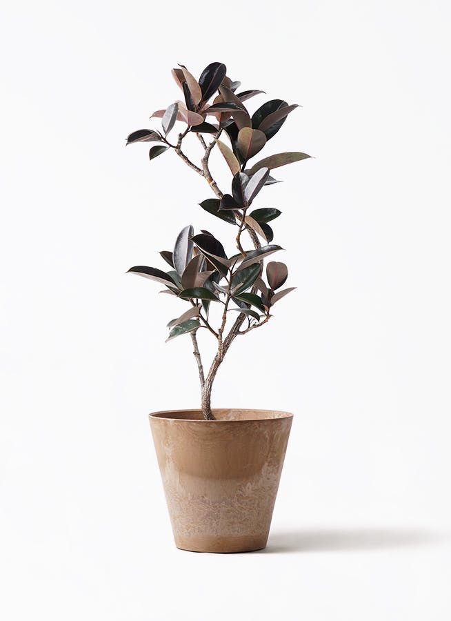 フィカス バーガンディ | 観葉植物の通販ならHitoHana（ひとはな）