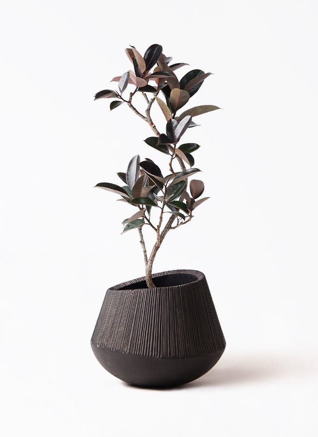 フィカス 観葉植物 大きい 黒鉢 dショッピング |フィカス バーガンディー （黒ゴム） セラアート鉢