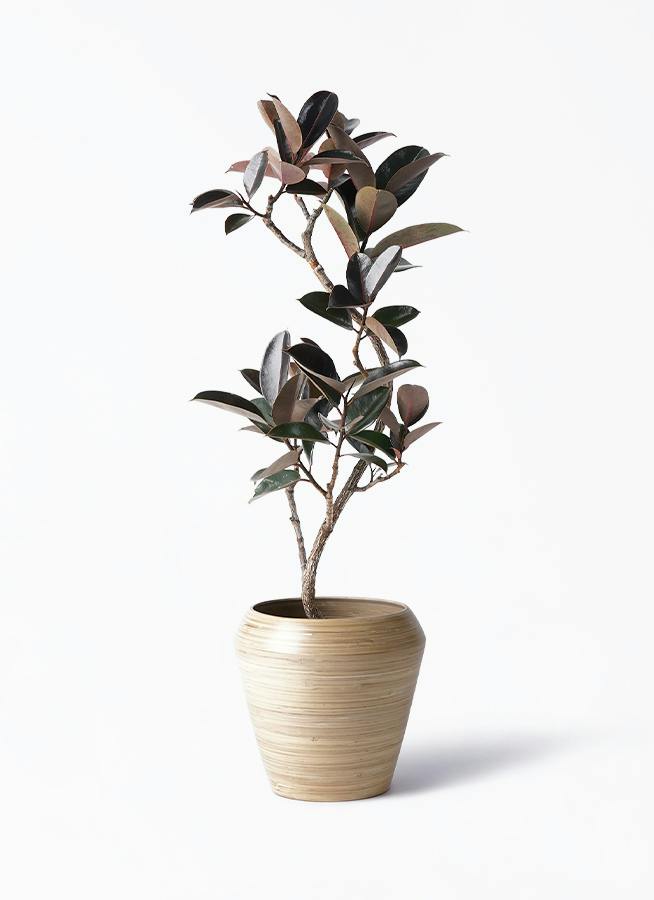 観葉植物 フィカス バーガンディ 8号 曲り アルマ ミドル 付き | 観葉