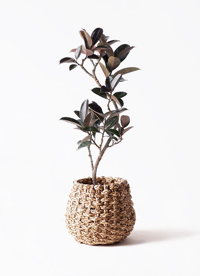 観葉植物 フィカス バーガンディ 8号 曲り ラッシュバスケット Natural