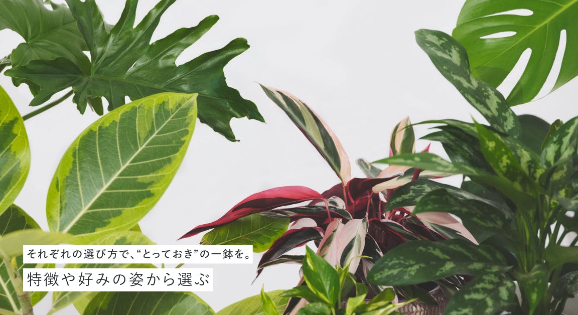 観葉植物の通販 | HitoHana（ひとはな）