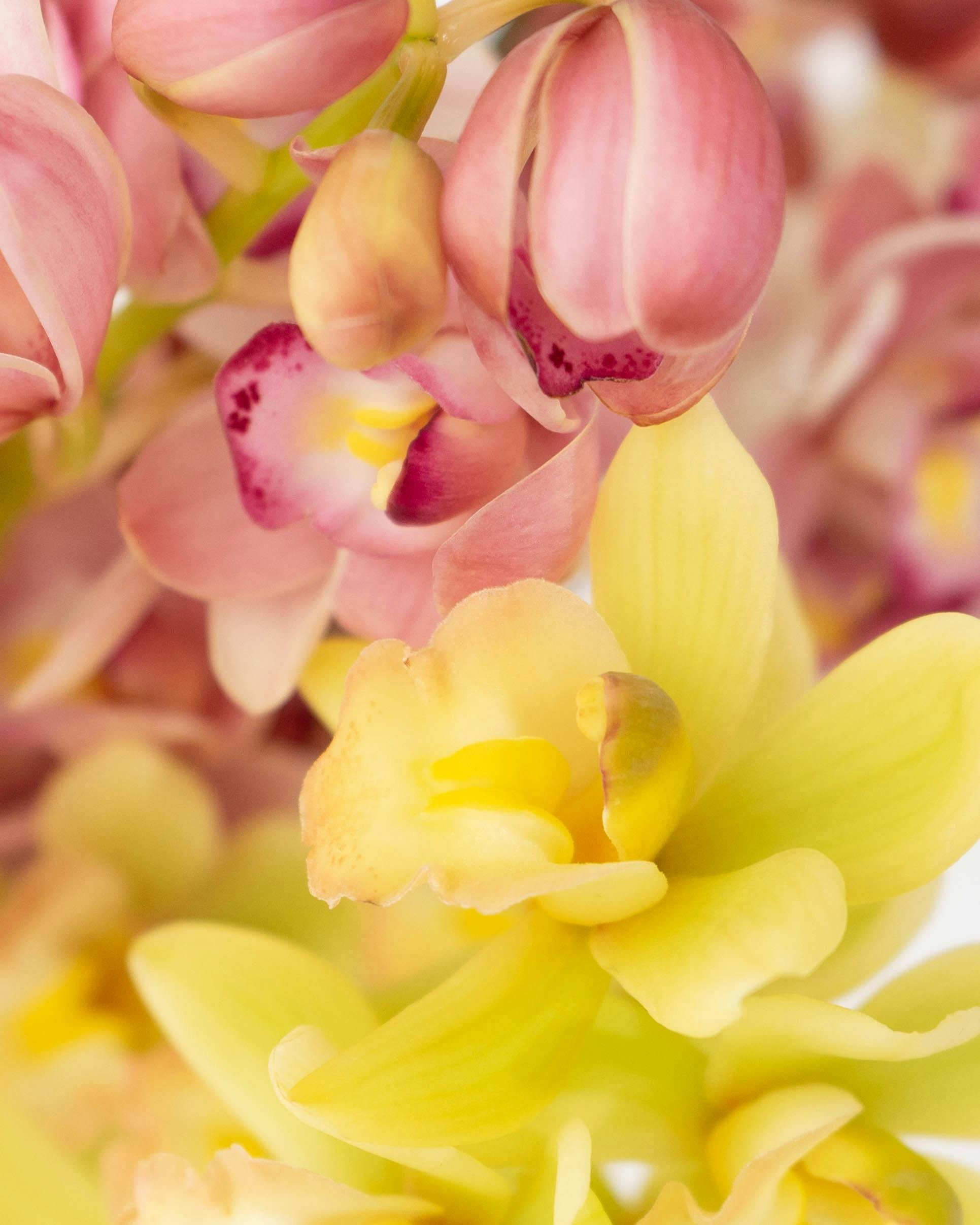 産地直送 シンビジウム 花束 ミックス 5本用／高知 石田蘭園からお届け